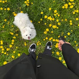 How to Treat Urinary Tract Infections (UTIs) in Dogs