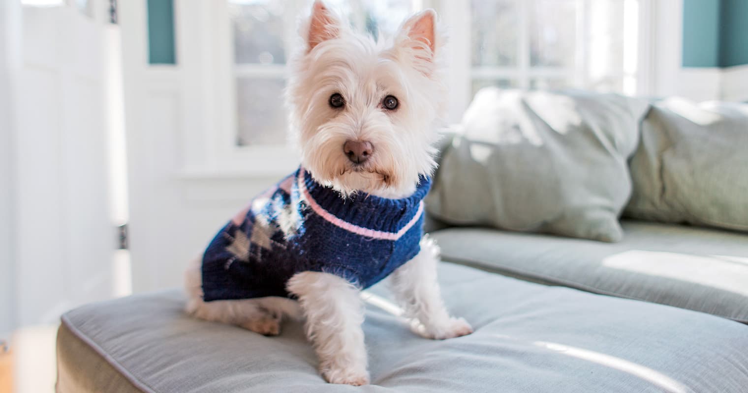 150+ Iconic Dog Names Inspired by Famous People and Characters