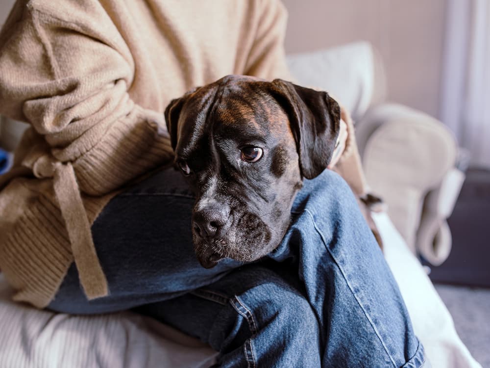 How to Tell if Your Dog Is in Pain