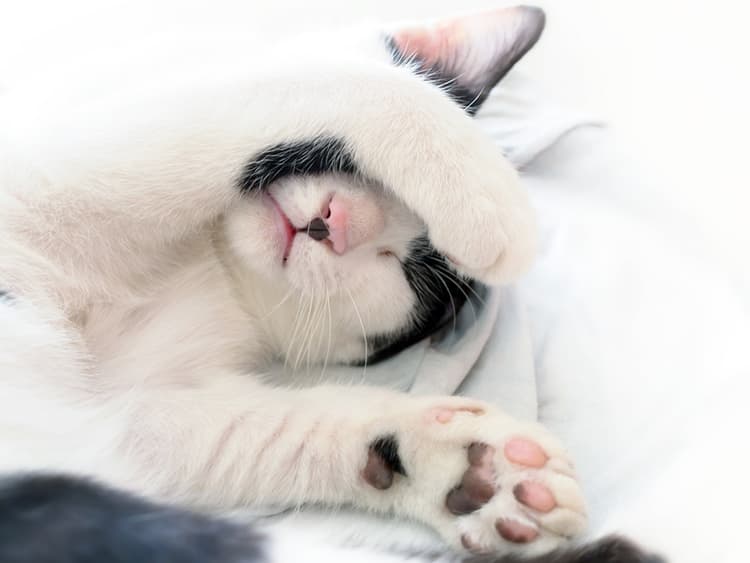 Why Do Cats Sleep With Their Paws Covering Their Faces?