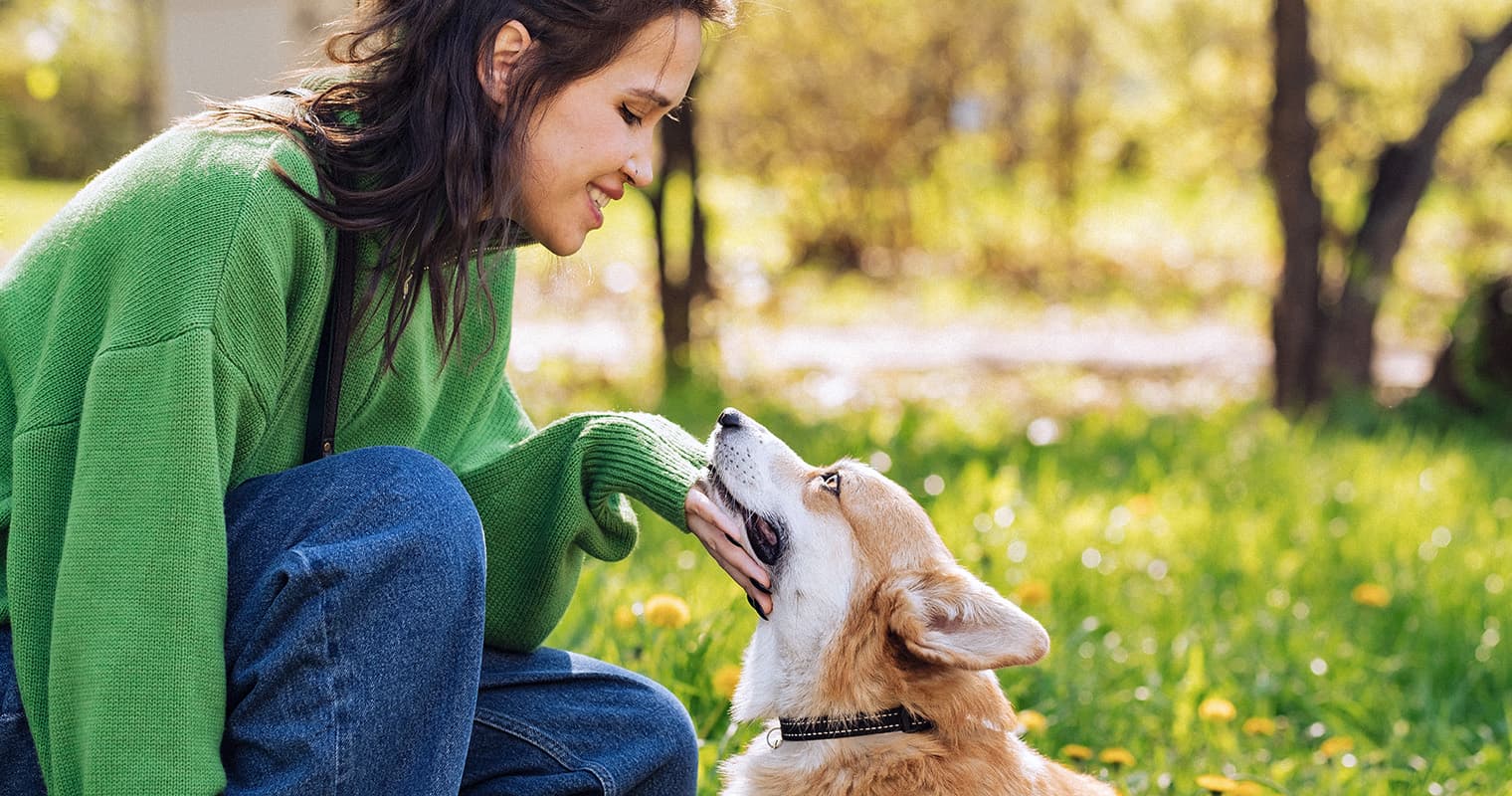 20 Corgi Mixes That’ll Give You Cuteness Overload