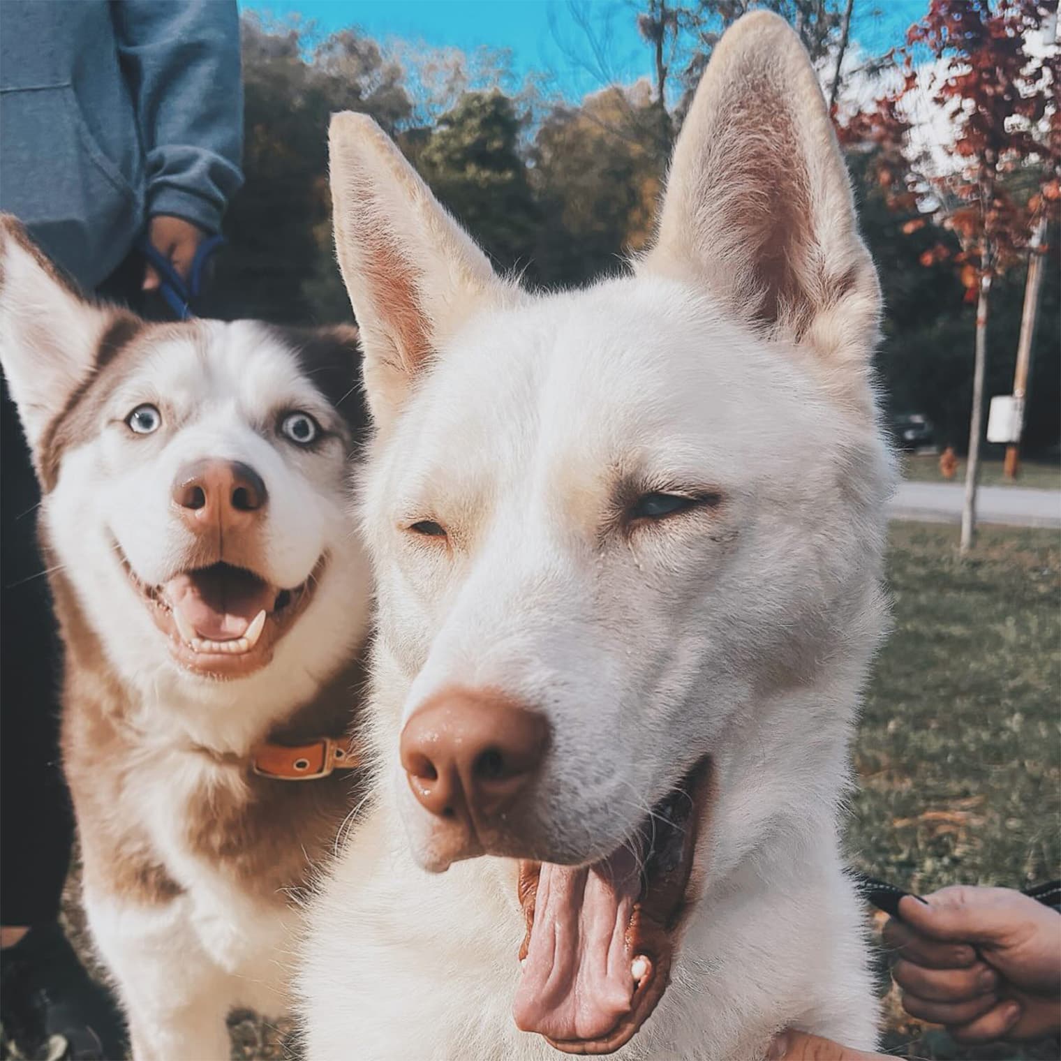 On the Fence About a Second Dog—One Stuck in Our Hearts