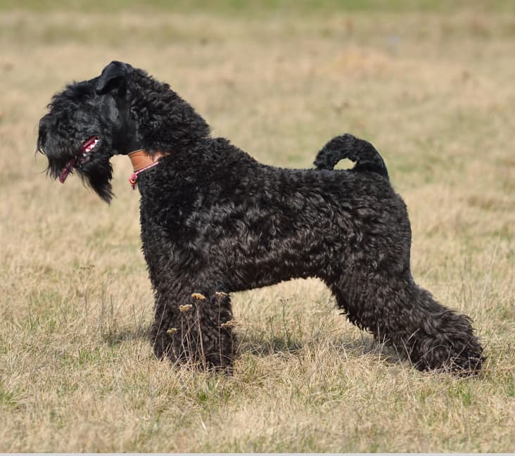 A purebred Kerry Blue Terrier dog standing in the grass.