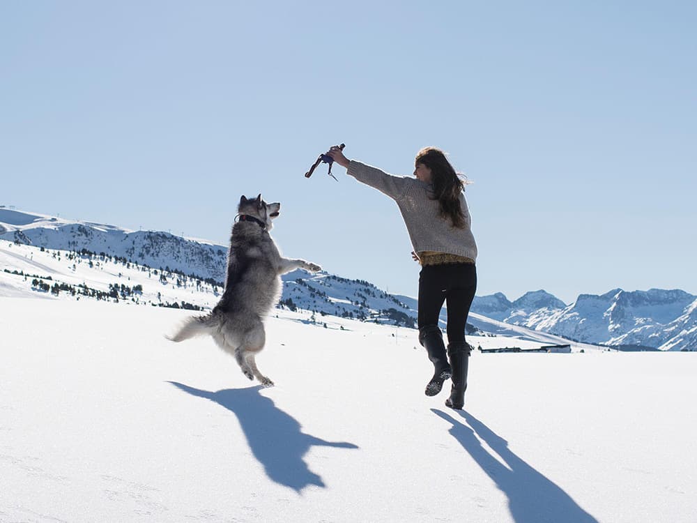 Dogs Who Love the Cold and Snow
