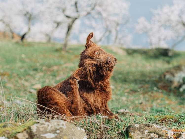 Relief for Your Dog: Discover Effective Solutions for Their Seasonal Allergies
