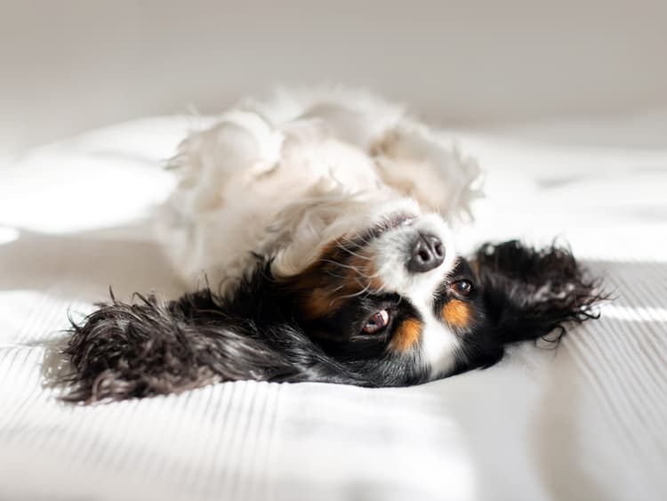 How CBD Oil May Help Dogs With Cancer