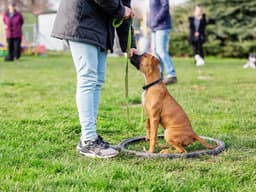 These Reinforcement Techniques in Dog Training Will Make Rules Fun for Both of You