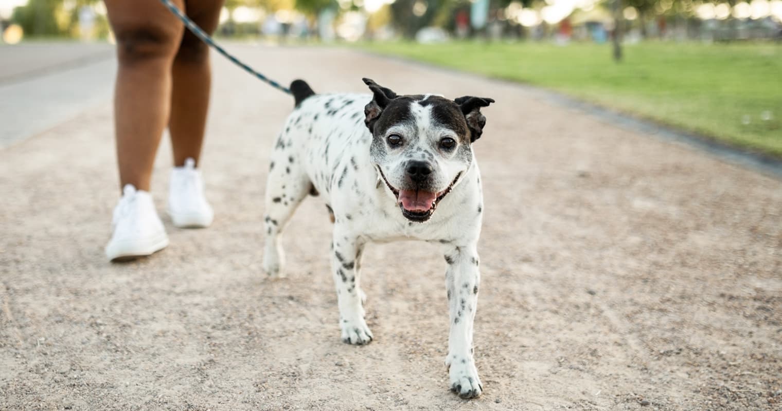 Five Steps to Help Keep Your New Dog Safe