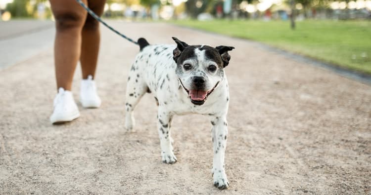 Five Steps to Help Keep Your New Dog Safe