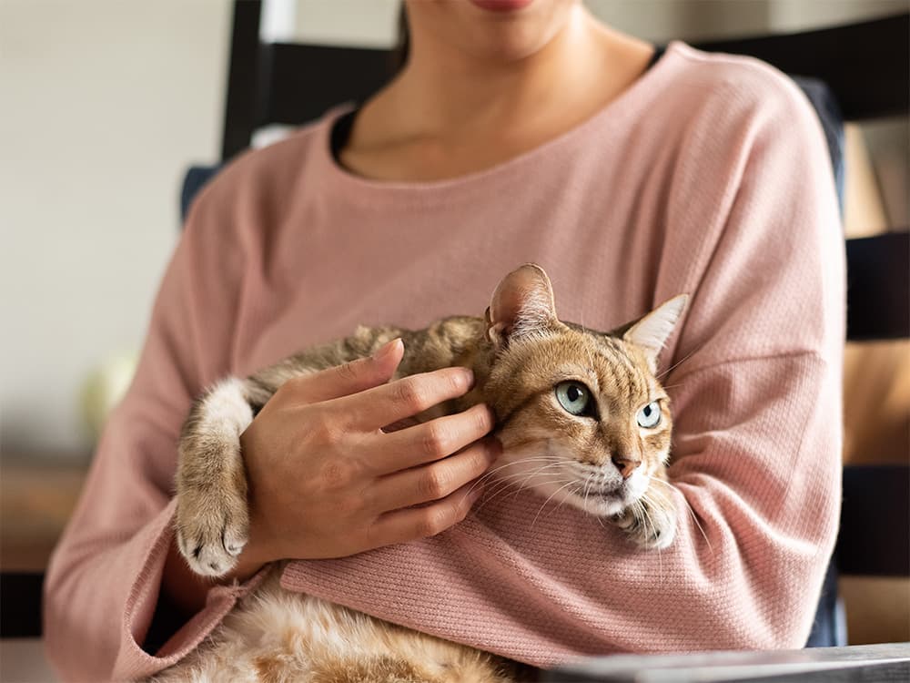 pet parent holding cat at the vet