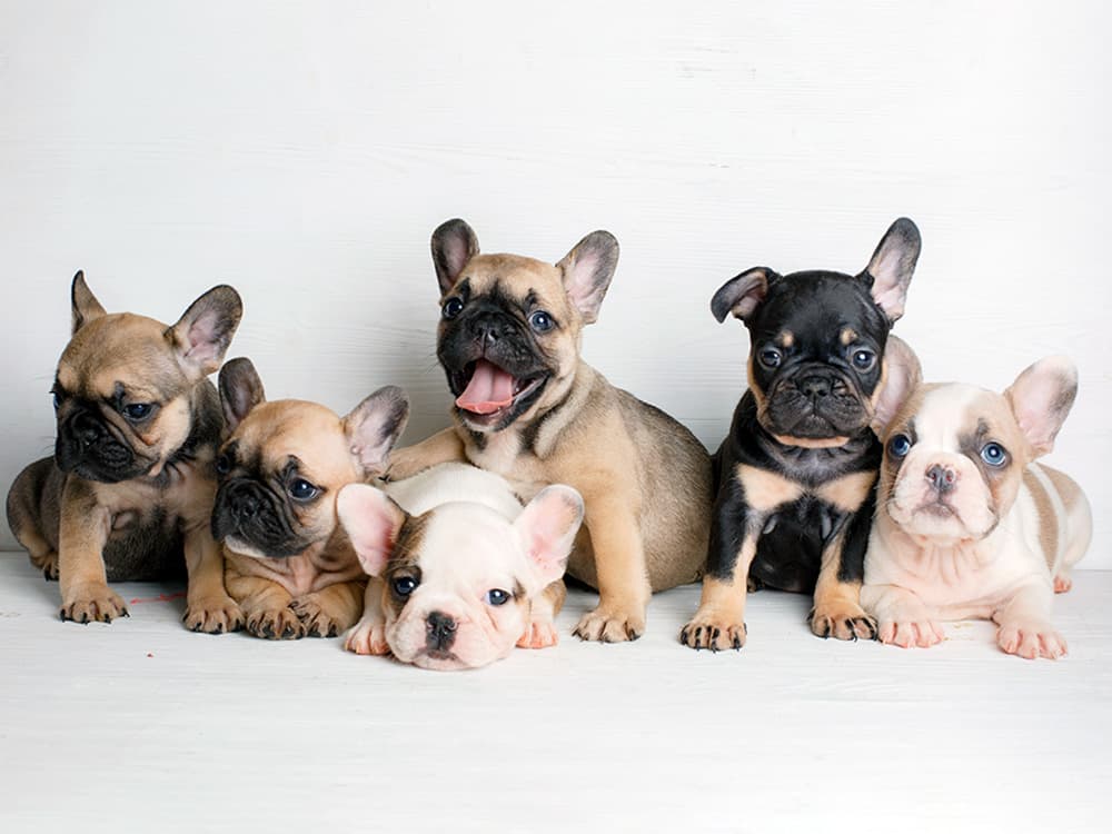 Shelters Are Filling Up With “Designer Dogs”—Here’s Why