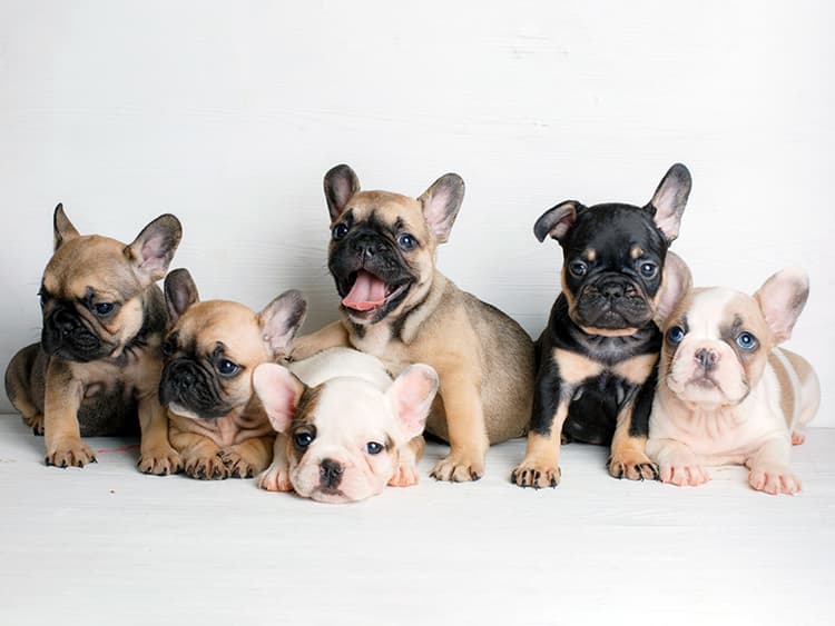Shelters Are Filling Up With “Designer Dogs”—Here’s Why