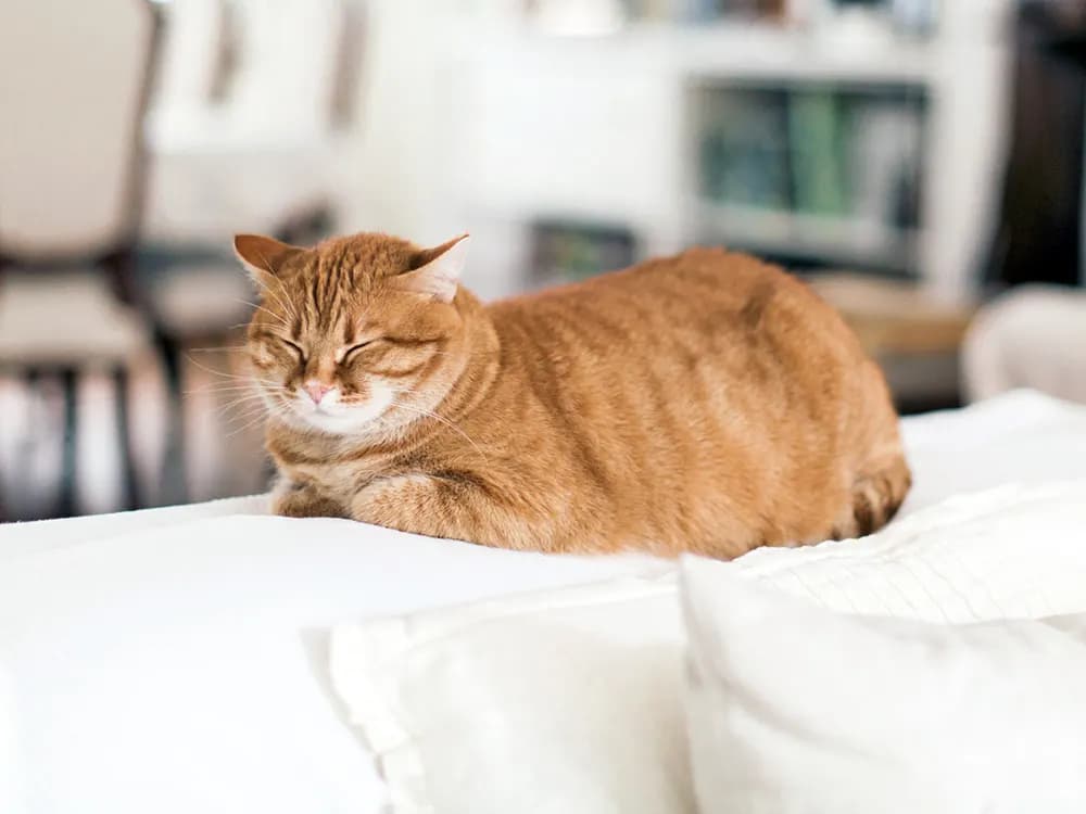 cat lying on the back of a sofa with airplane ears