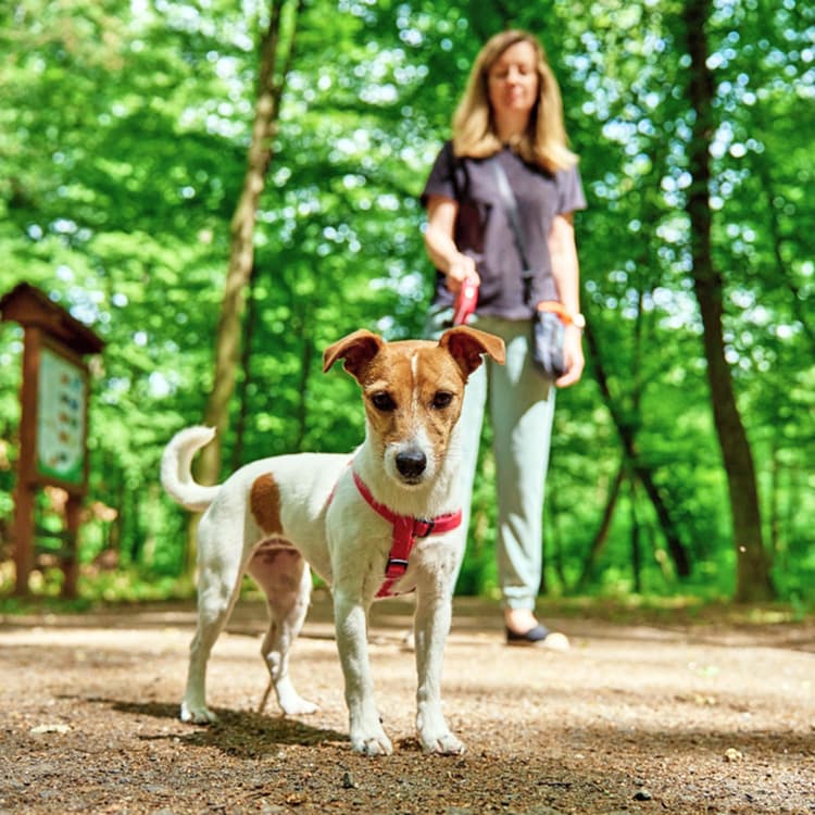 Woman walking her dog outside on a harness.