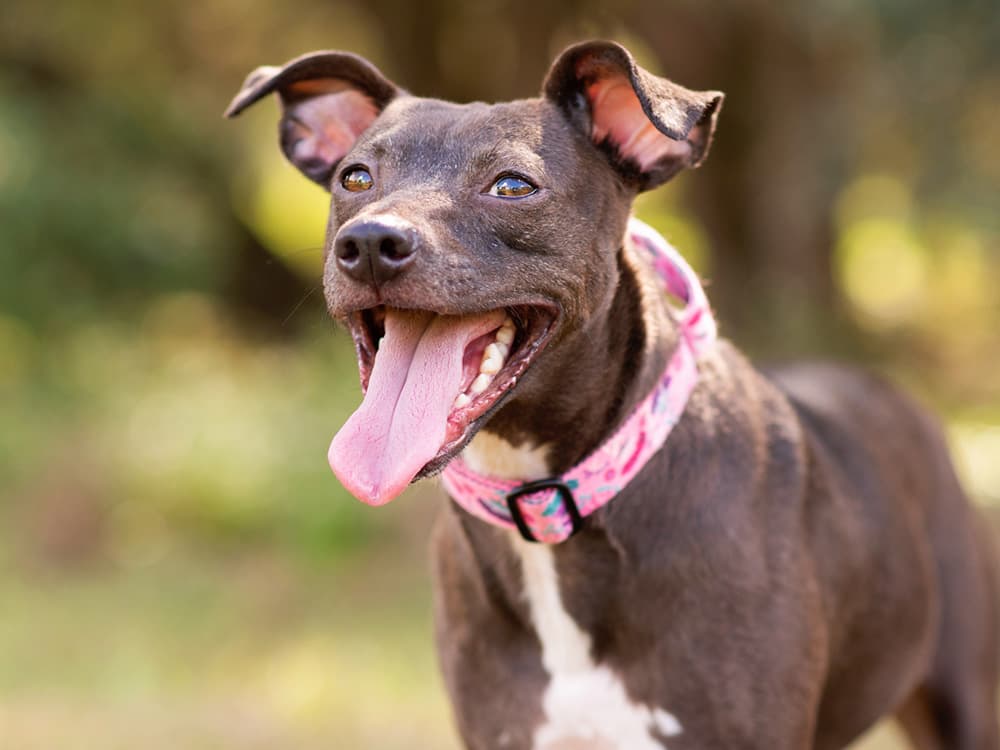 Pitbull mix dog enjoying a sunny day at the park