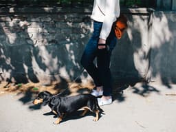 Do Small Dogs Pee More Often?