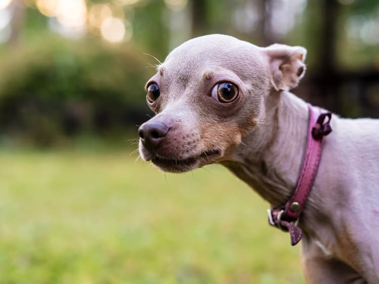 9 Reasons Why Dogs Put Their Ears Back