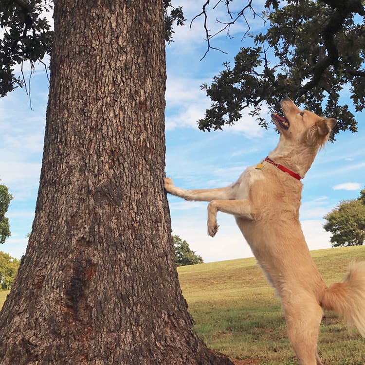 The Real Reason Your Dog Is Obsessed With Squirrels