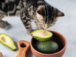 Can Cats Eat Avocados?