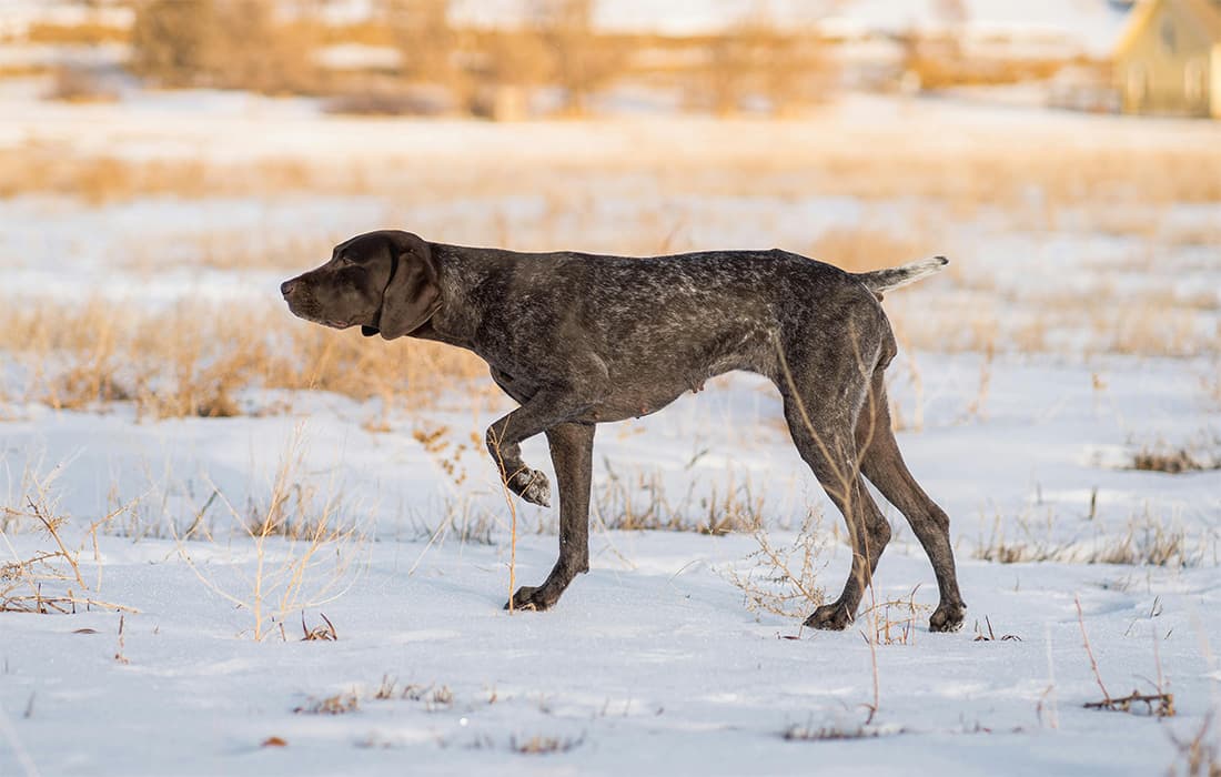 liver pointer