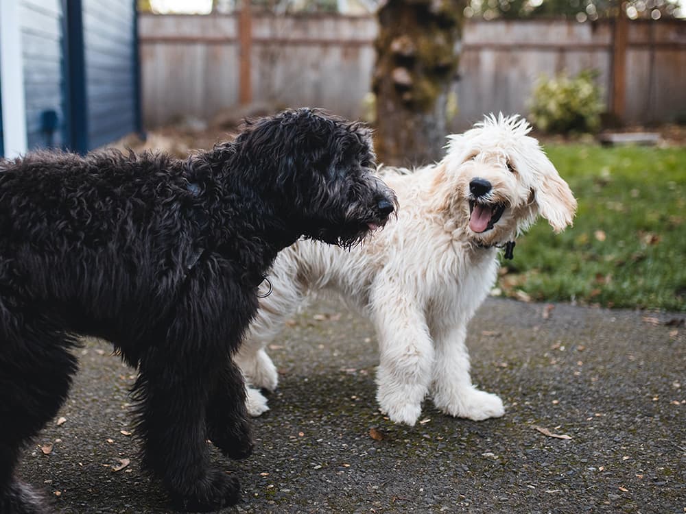 “Why Don’t My Dogs Get Along Anymore?”