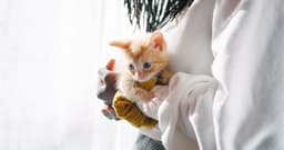 The Benefits of Fostering Pets
