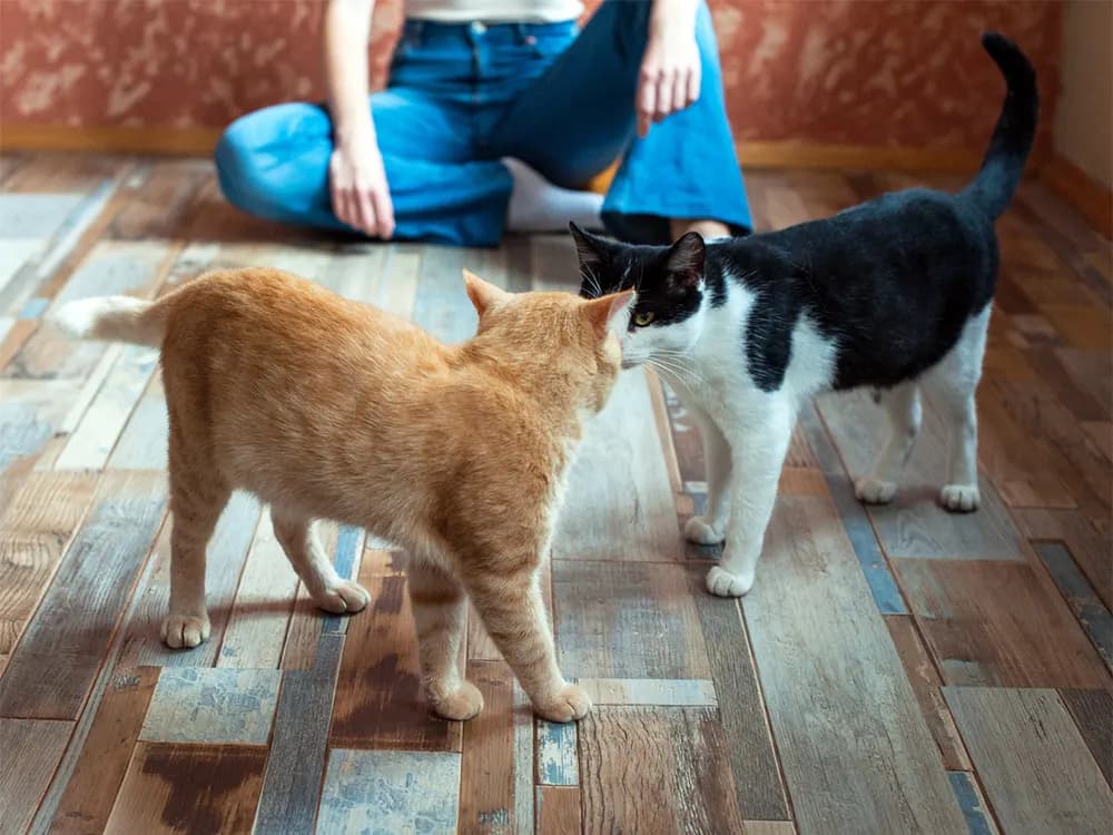 two cats getting introduced