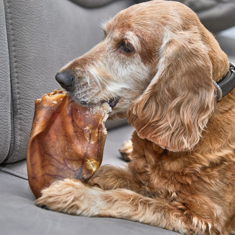Are Pig Ears Good for Dogs or Risky Treats?