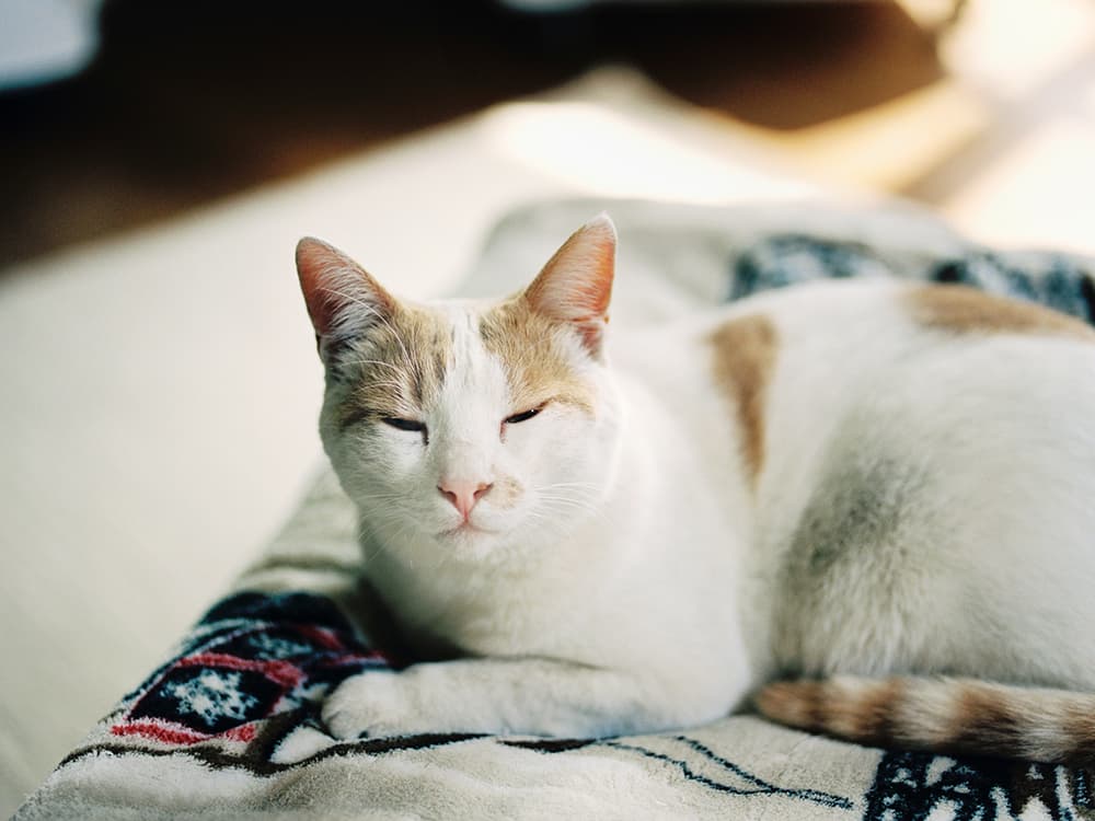 Study Says “Slow Blinking” at Your Cat Helps You Bond