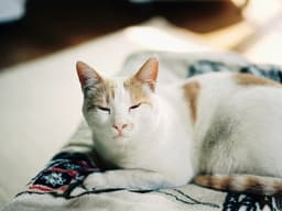 Study Says “Slow Blinking” at Your Cat Helps You Bond