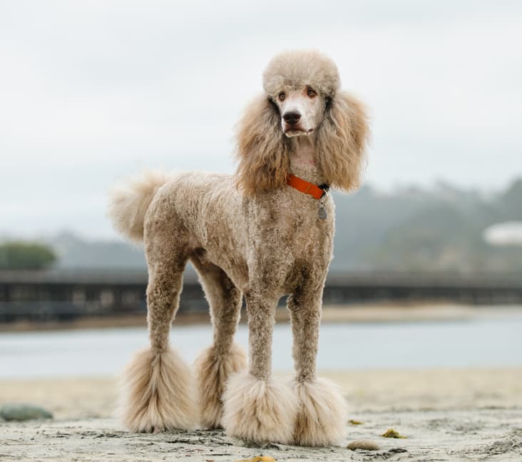 Do Standard Poodles sleep with their eyes open?