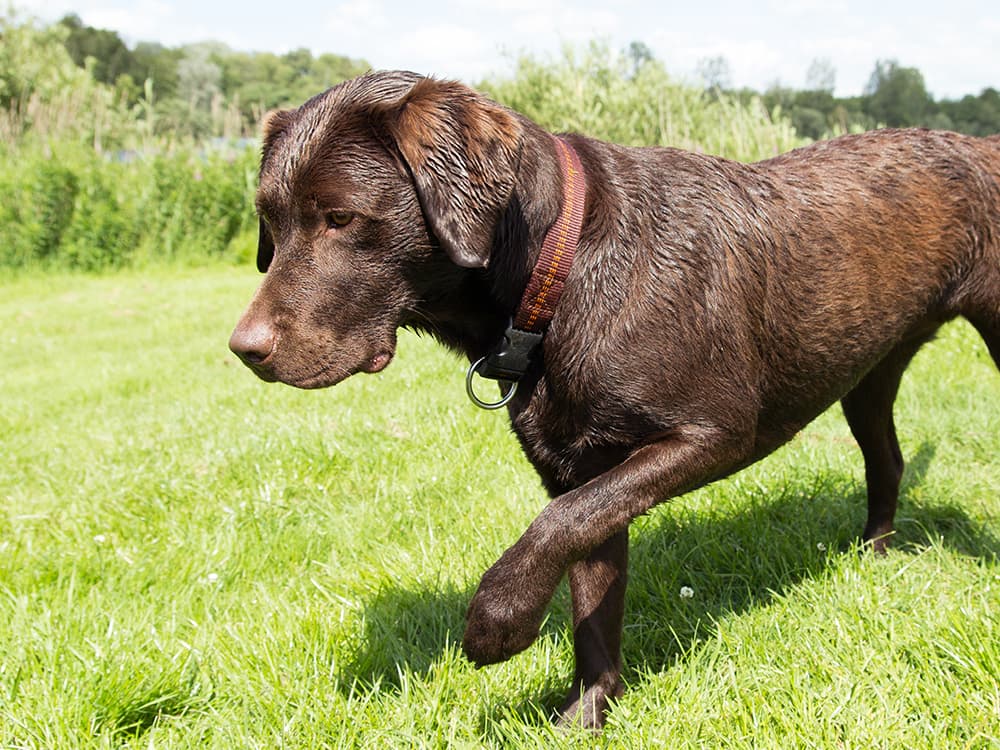 How to Get a Head Start on Your Pet’s Health