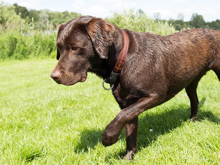 How to Get a Head Start on Your Pet’s Health