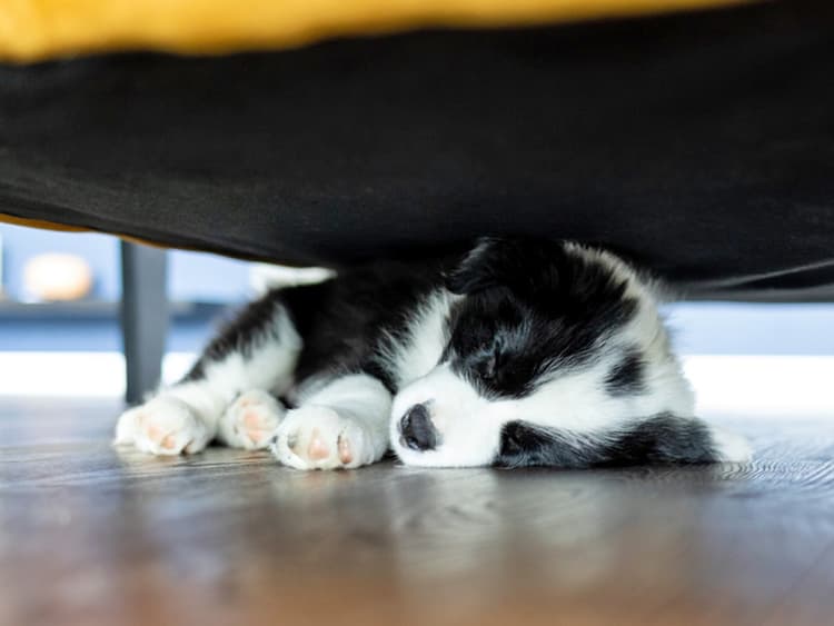 Common Reasons Dogs Sleep Under Beds and What to Do
