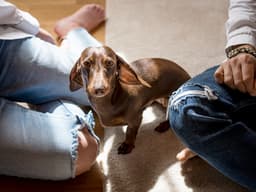 What to Do When Your Partner Doesn’t Want a Dog