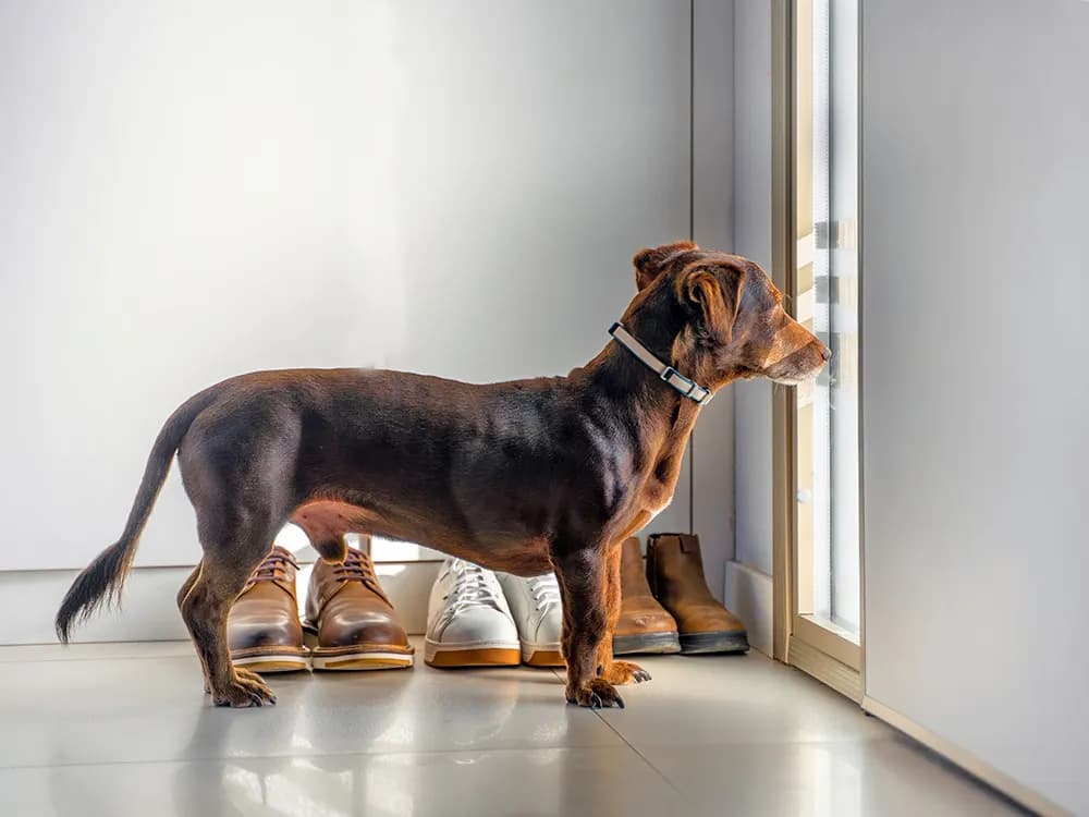 restless dog looking out the window