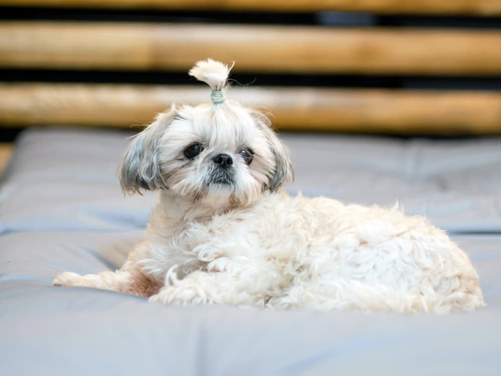 low maintenance dog shih tzu