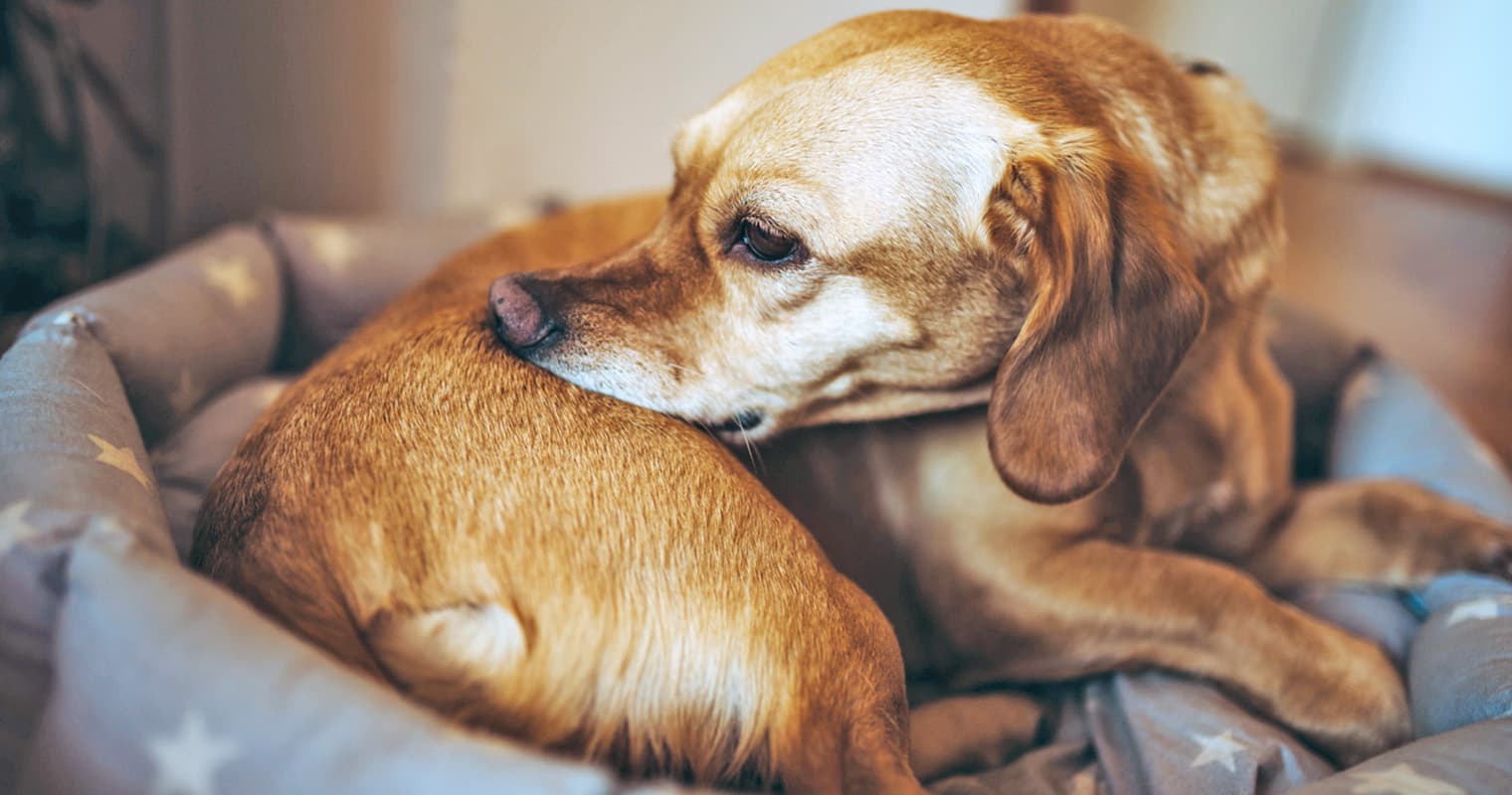 How Can I Tell if My Dog Has Fleas?