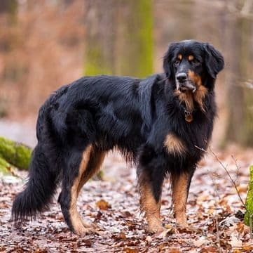 A purebred Hovawart dog standing in the woods.