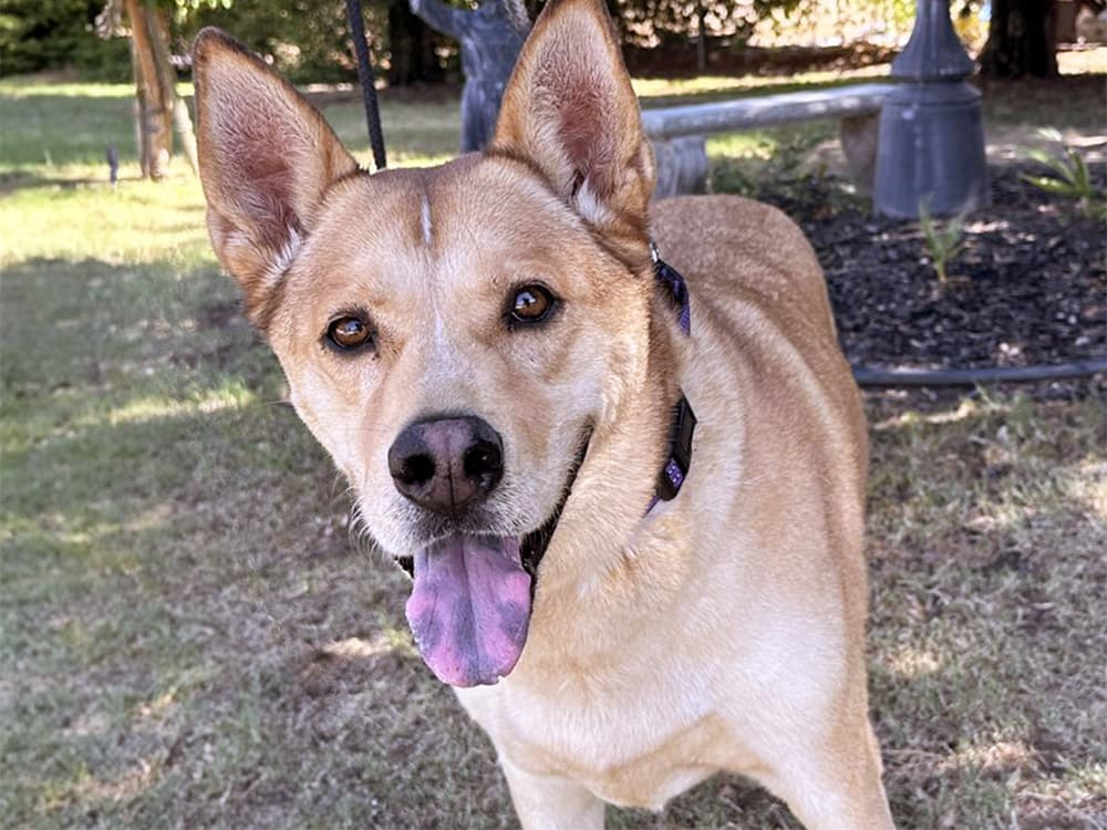Chow / Shepherd mix