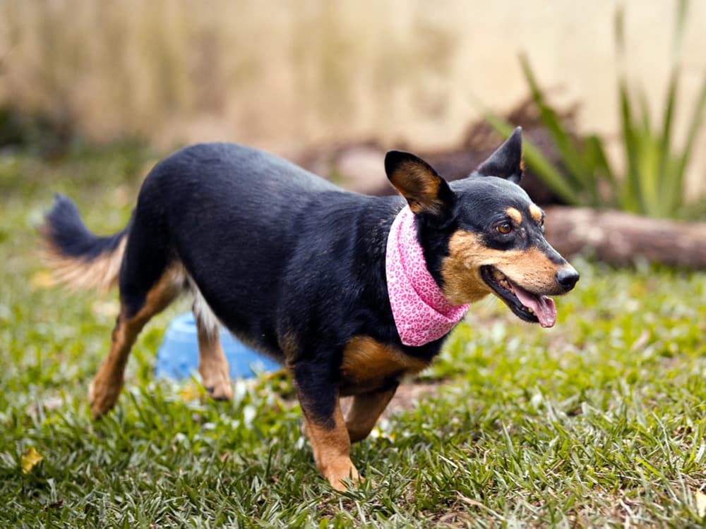 german shepherd chihuahua mix