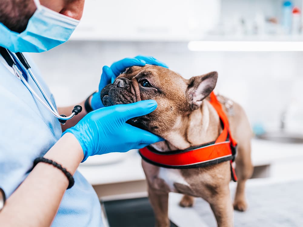 frenchie with flat face being examined by vet