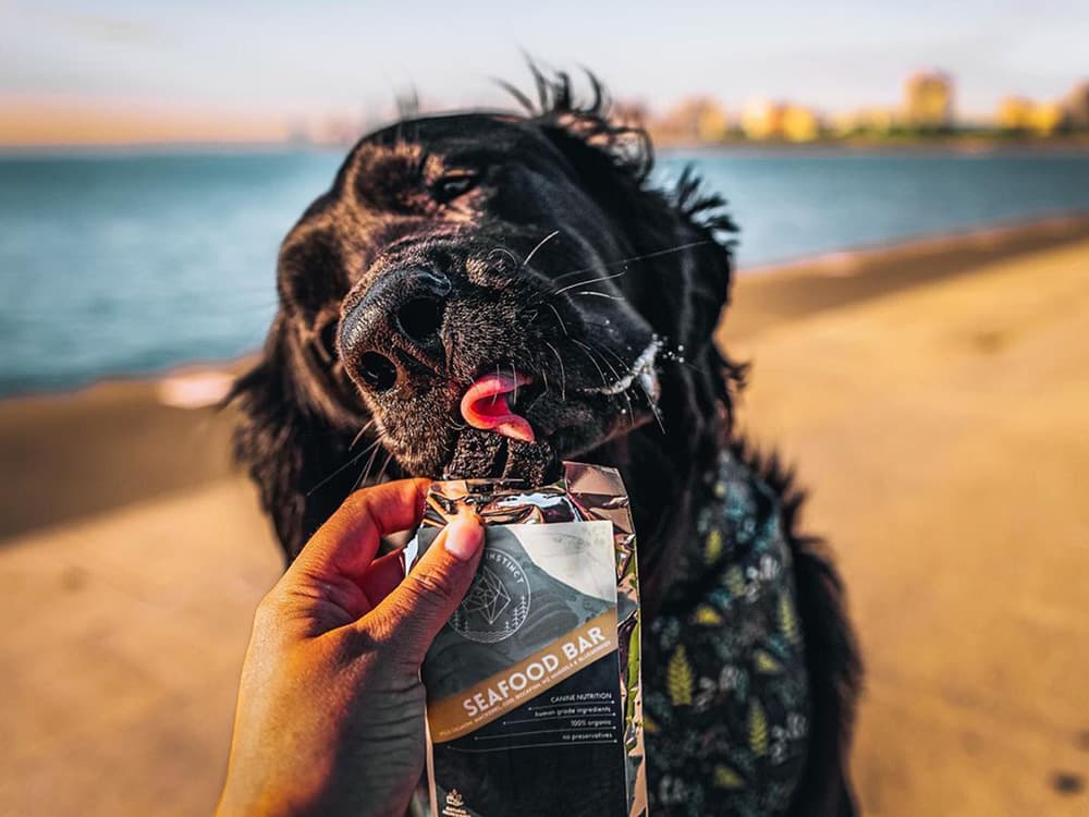 8 Protein Bars That Will Have Your Dog in Better Shape Than Jason Momoa