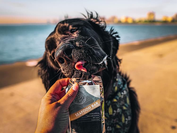 8 Protein Bars That Will Have Your Dog in Better Shape Than Jason Momoa