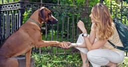 5 Reasons Why Big Dogs Are the Best