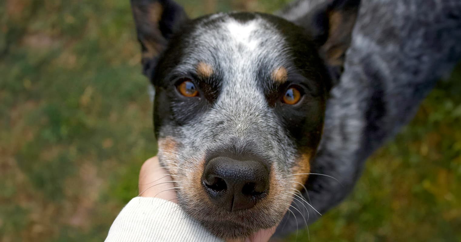 How Do I Give Up My Australian Cattle Dog?