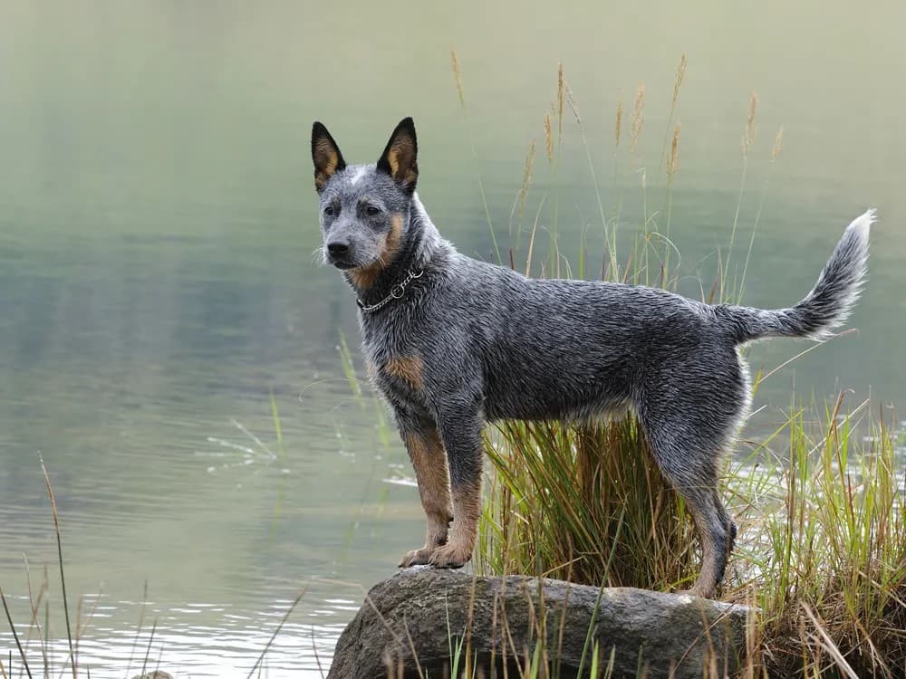 australian cattle dog on lakeside
