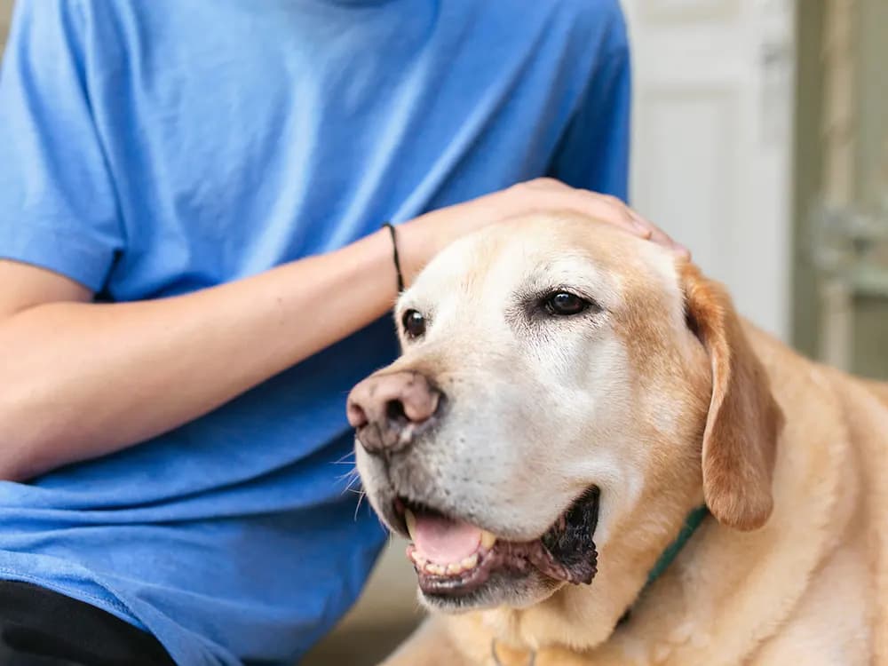 labrador dog with person in blue shirt