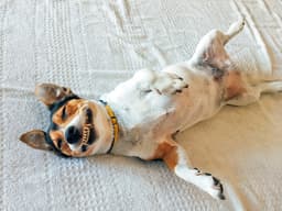 Play or Aggression? How to Interpret a Dog Who’s Showing Teeth