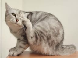 What’s Up With My Cat’s Skin?